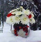 Berries in Winter